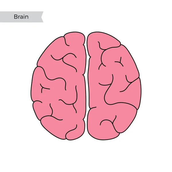 Vektör çizim insan beyin anatomisi — Stok Vektör