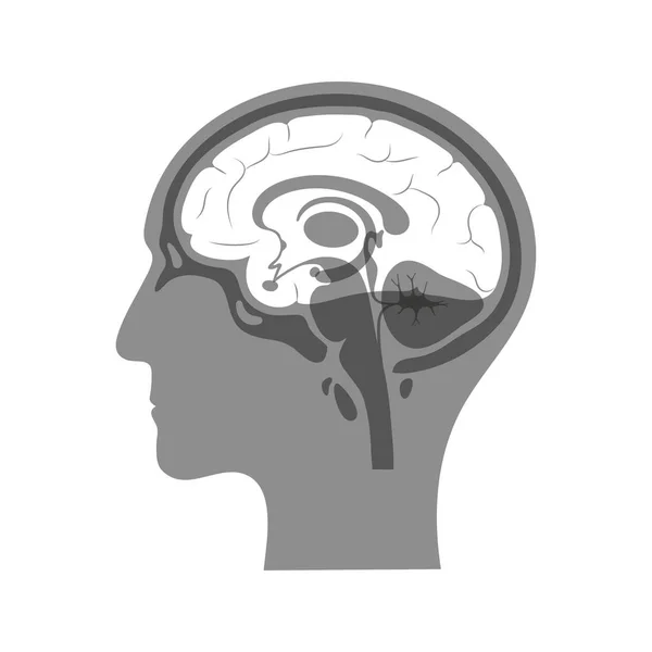 Ilustración aislada vectorial del cerebro — Vector de stock