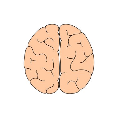 Vektör çizim insan beyin anatomisi 