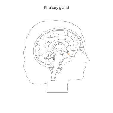 Vector isolated illustration of Pituitary gland  clipart