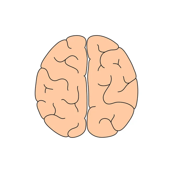 Vektör çizim insan beyin anatomisi — Stok Vektör