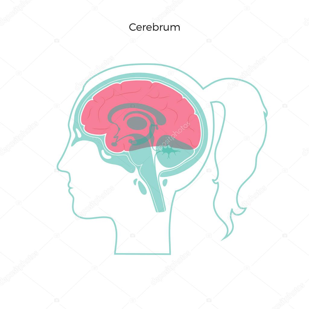 Vector isolated illustration of Cerebrum