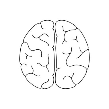 Vektör çizim insan beyin anatomisi 
