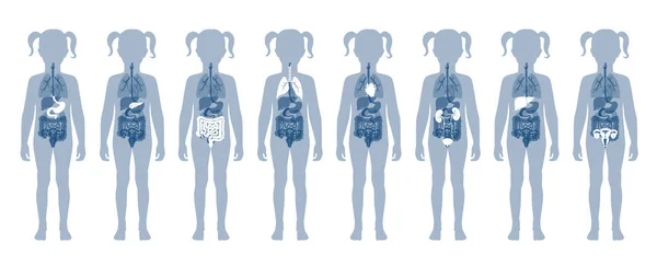 Human internal organs vector — Stock Illustration Human internal organs vector Stock Illustration
