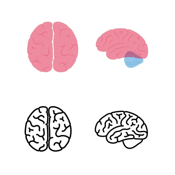 Ilustración vectorial de la anatomía cerebral humana — Vector de stock