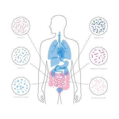 Vector isolated illustration of human microbiota clipart
