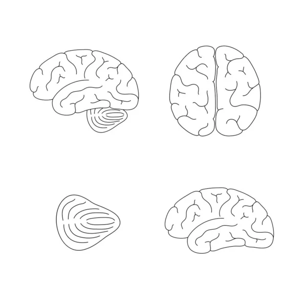 Vector illustration of human brain anatomy — Stock Vector