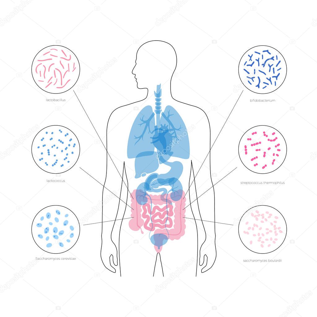 Vector isolated illustration of human microbiota