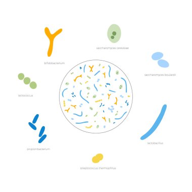 Probiyotiklerin izole edilmiş temsilcisi 