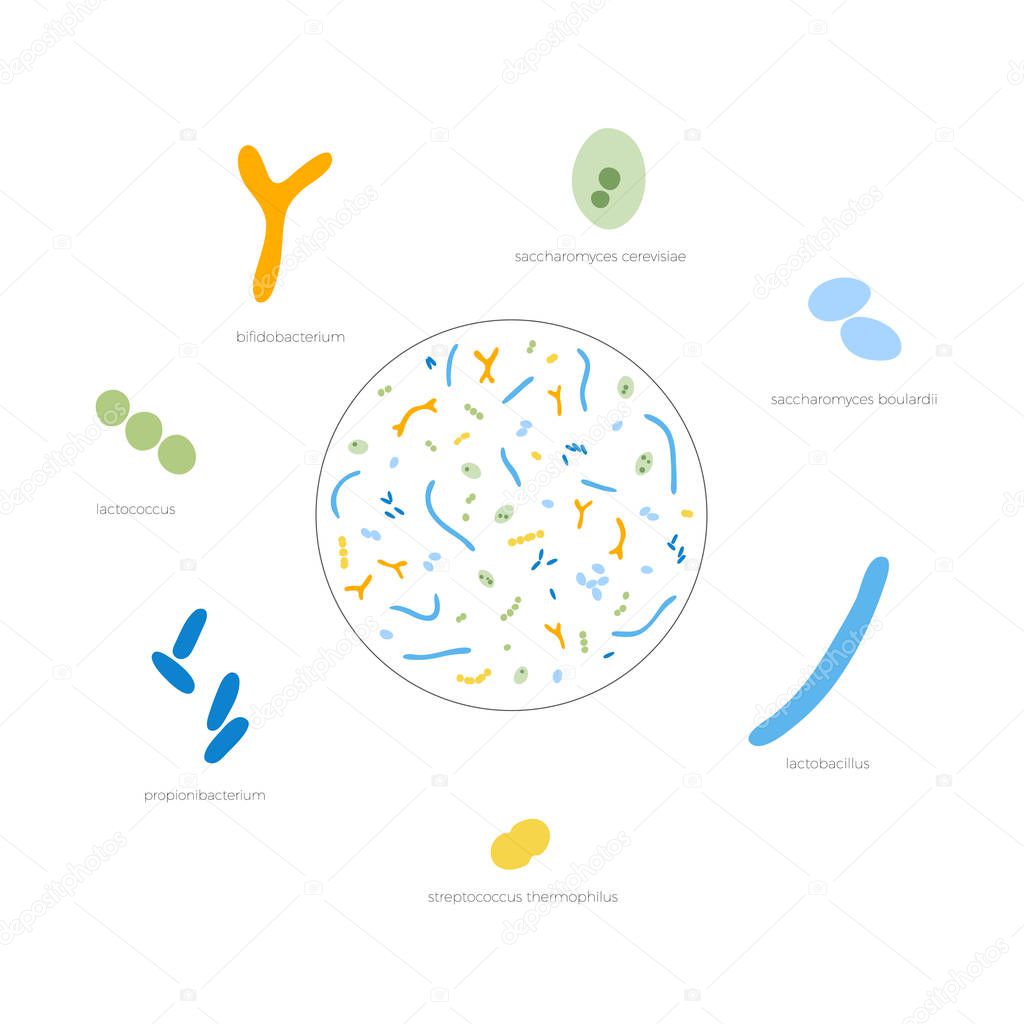 Vector isolated illustration of probiotics 