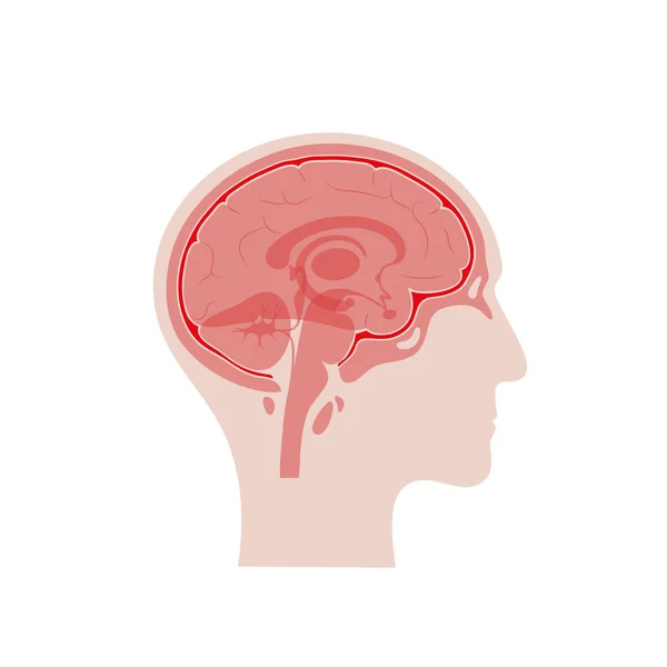 Ilustração vetorial isolada das meninges —  Vetores de Stock