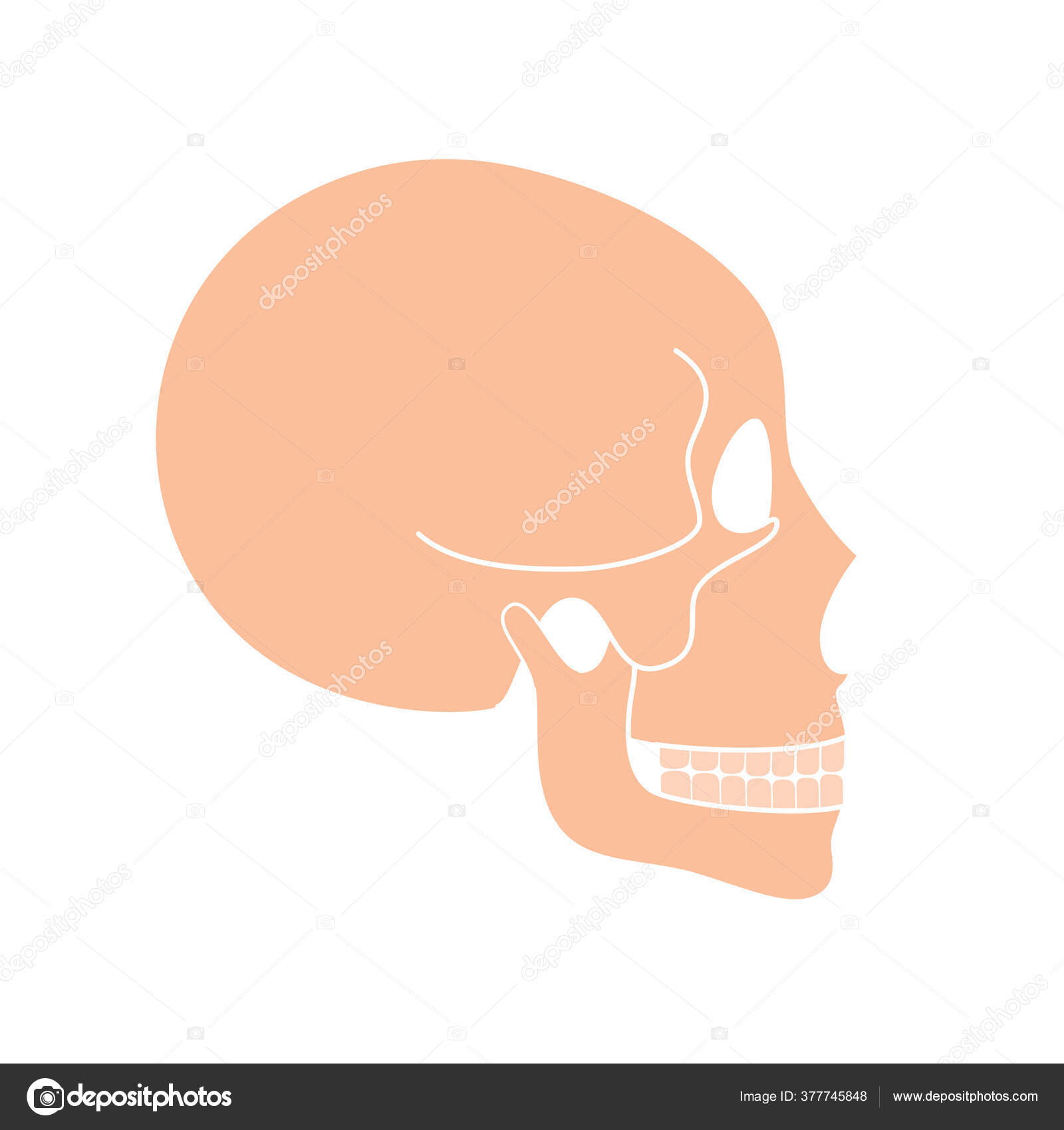 Human skull bones structure diagram science Vector Image