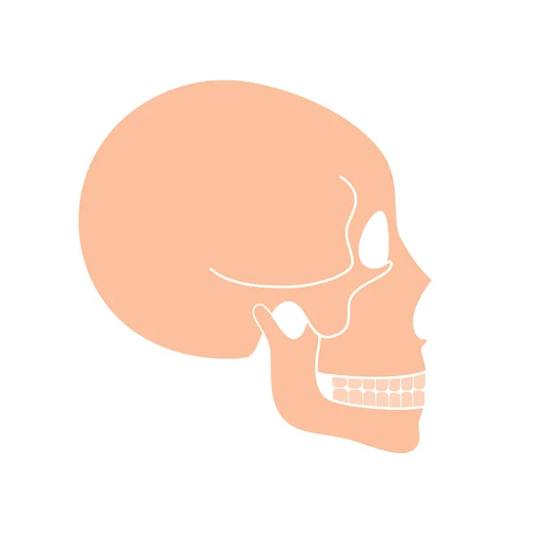 Human Skull Anatomy Flat Vector Medical Illustration Isolated Structure Facial — Stock Vector