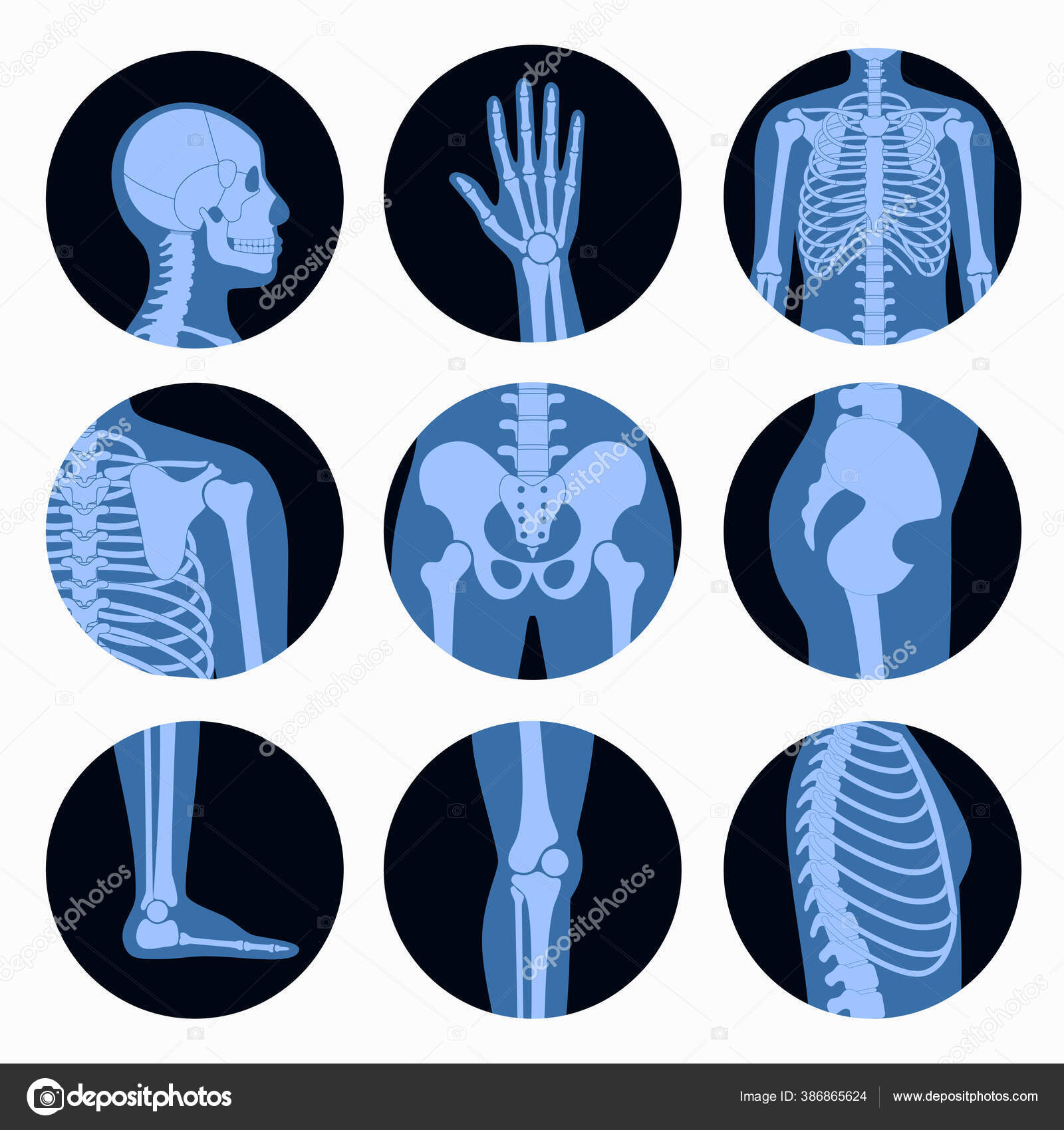 Skeleton x ray Stock Vector Image by ©Pikovit #386865624 Biology Diagrams