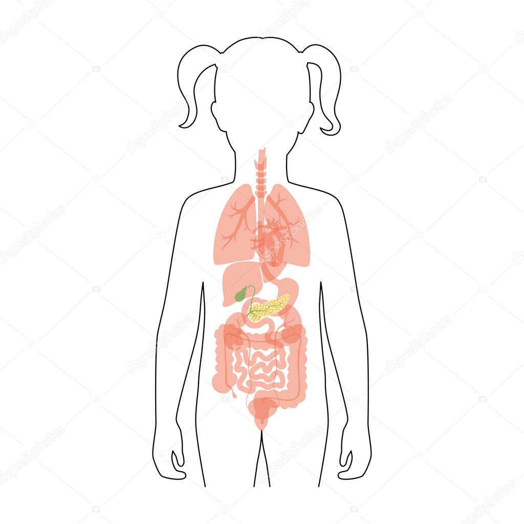 Vector isolated illustration of pancreas, duodenum and gallbladder anatomy in girl body. Human digestive system icon. Healthcare medical center, hospital, clinic logo. Internal organ poster design