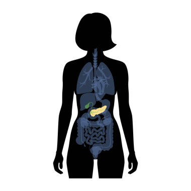 Pancreas an human body clipart