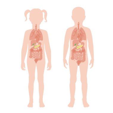 Pankreas bir insan vücudu.