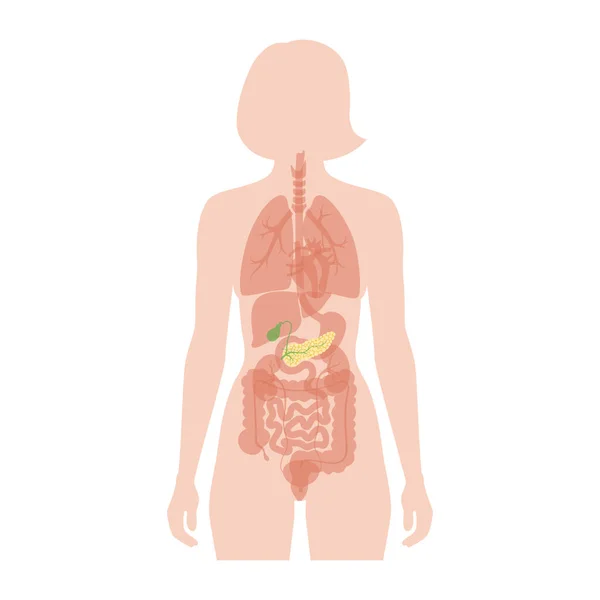 Pancreas een menselijk lichaam — Stockvector