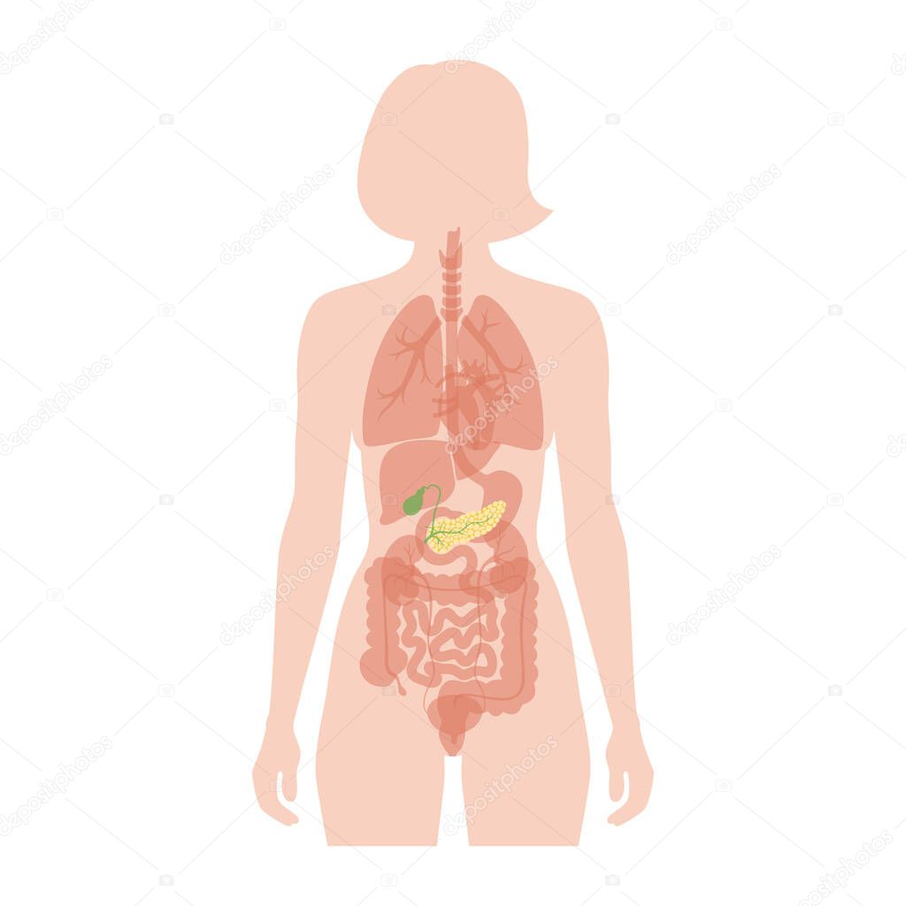 Vector isolated illustration of pancreas, duodenum and gallbladder anatomy in female body. Human digestive system icon. Healthcare medical center, hospital, clinic logo. Internal organ symbol poster