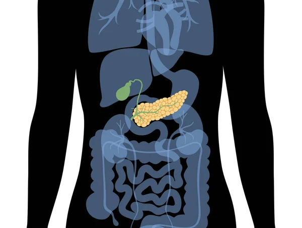 Pâncreas um corpo humano —  Vetores de Stock