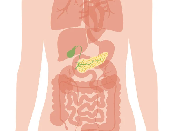 Pancreas een menselijk lichaam — Stockvector