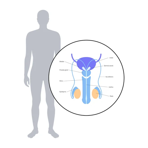 Sistema reproductor masculino — Archivo Imágenes Vectoriales