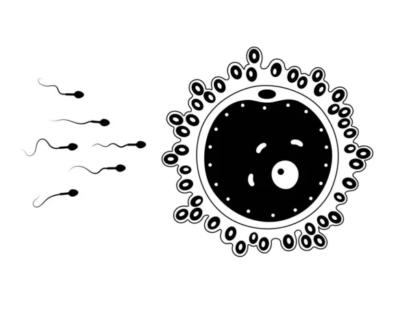 Concepto del sistema reproductivo — Vector de stock