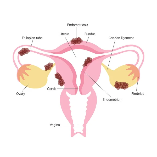 Concepto del sistema reproductivo — Archivo Imágenes Vectoriales