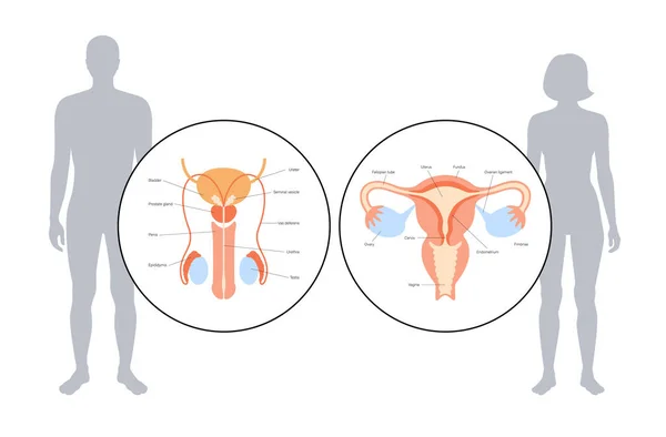 生殖系统概念 — 图库矢量图片
