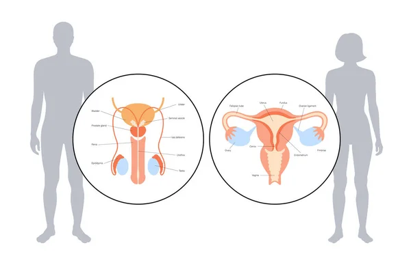 Concepto del sistema reproductivo — Archivo Imágenes Vectoriales