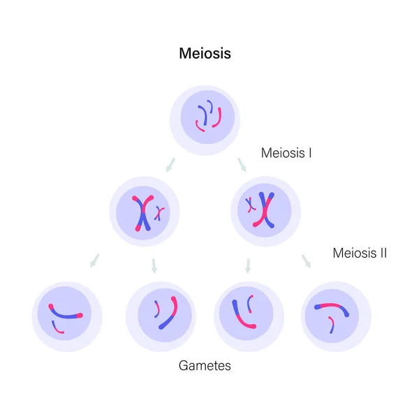 Meiózis sejtosztódás — Stock Vector