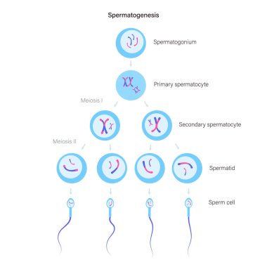 Reproductive system concept clipart