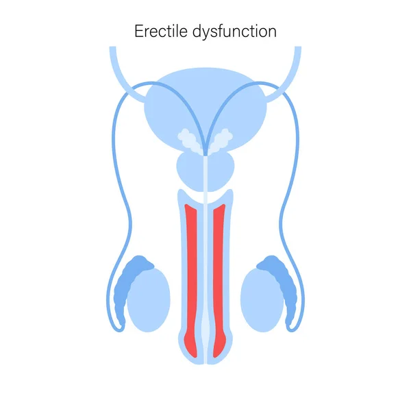 Reproductive system concept — Stock Vector