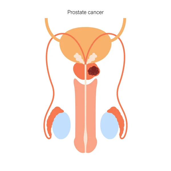 Sistema reproductor masculino — Vector de stock