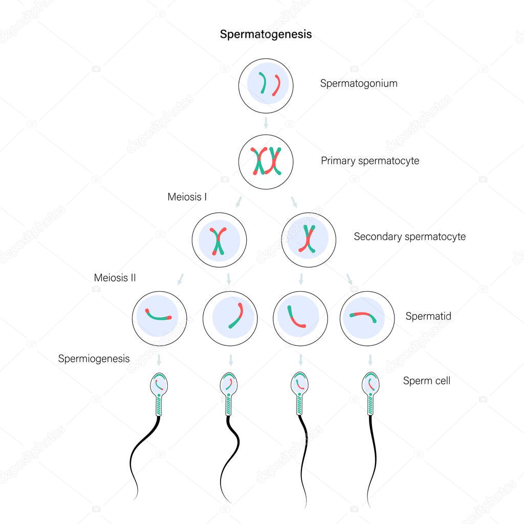 Reproductive system concept