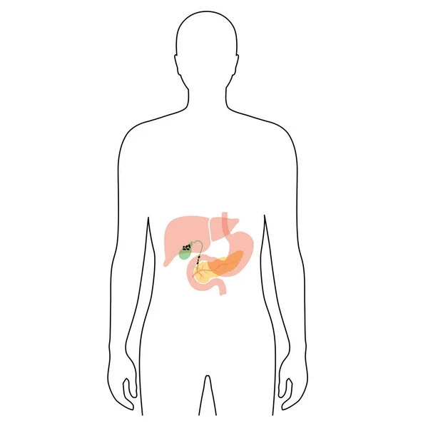 Páncreas un cuerpo humano — Vector de stock