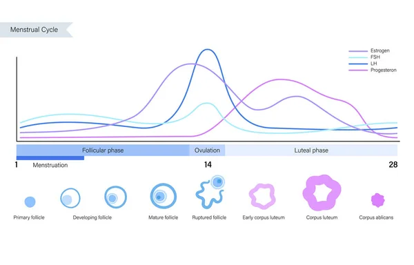 Concept de système reproducteur — Image vectorielle