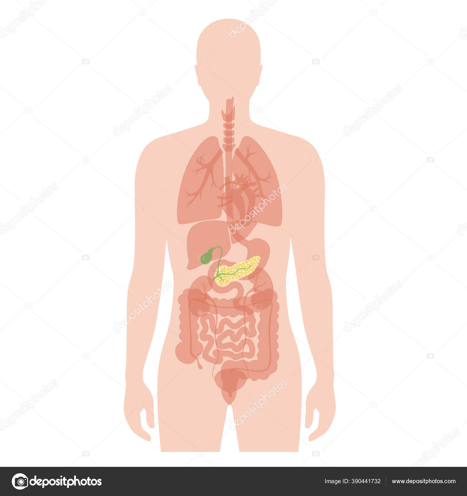 Vesícula Biliar De órgano Humano Verde PNG ,dibujos Cuerpo Humano,  Ilustración De Dibujos Animados, Hermosa Vesícula Biliar PNG y Vector para  Descargar Gratis | Pngtree, image size:1600x1700