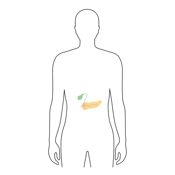 胰腺是人体 — 图库矢量图片