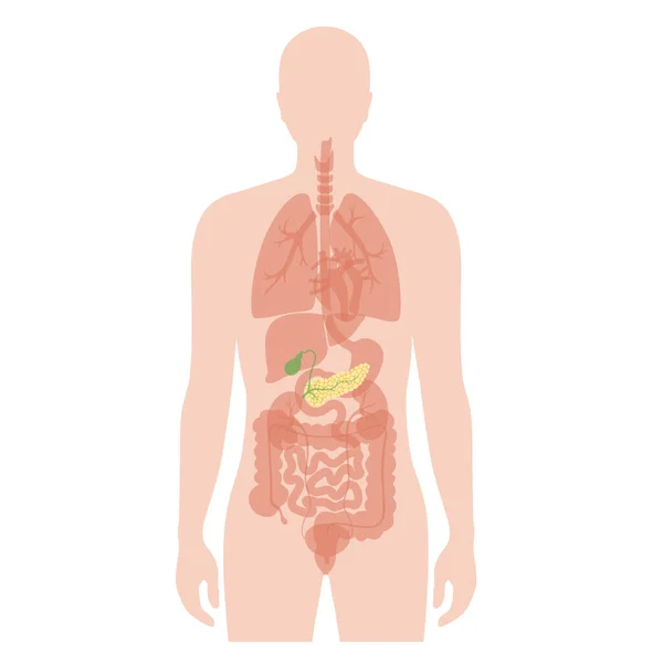 Pancreas un corpo umano — Vettoriale Stock
