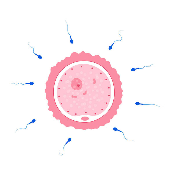 Концепция репродуктивной системы