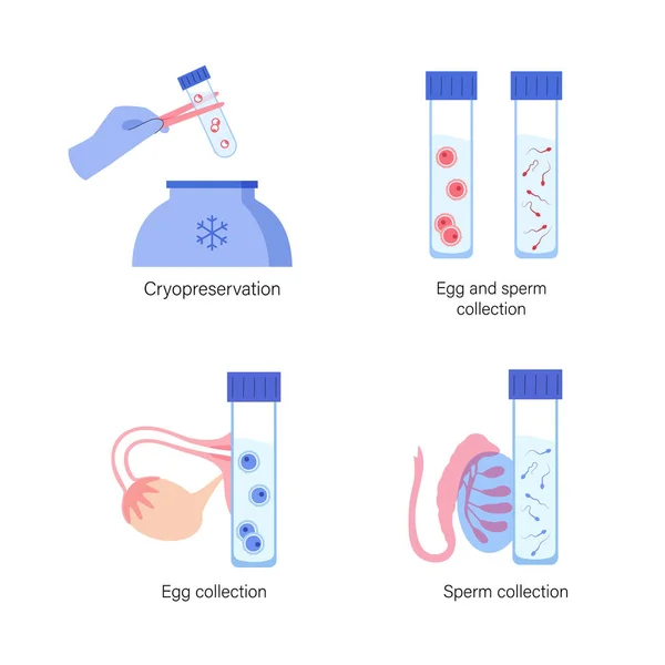 生殖系统概念 — 图库矢量图片