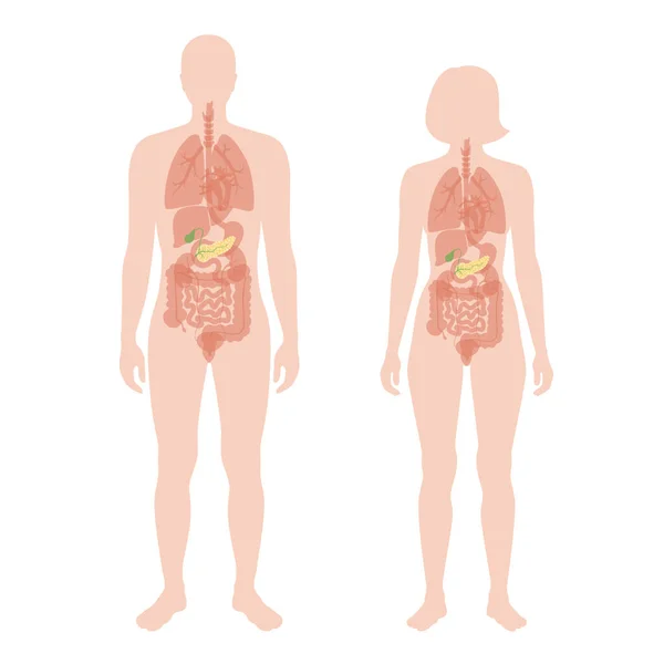 Pancreas een menselijk lichaam — Stockvector