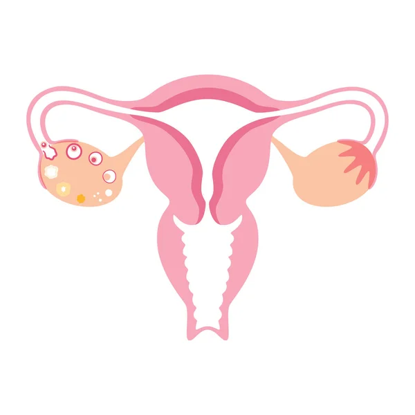 Reproductive system concept — Stock Vector