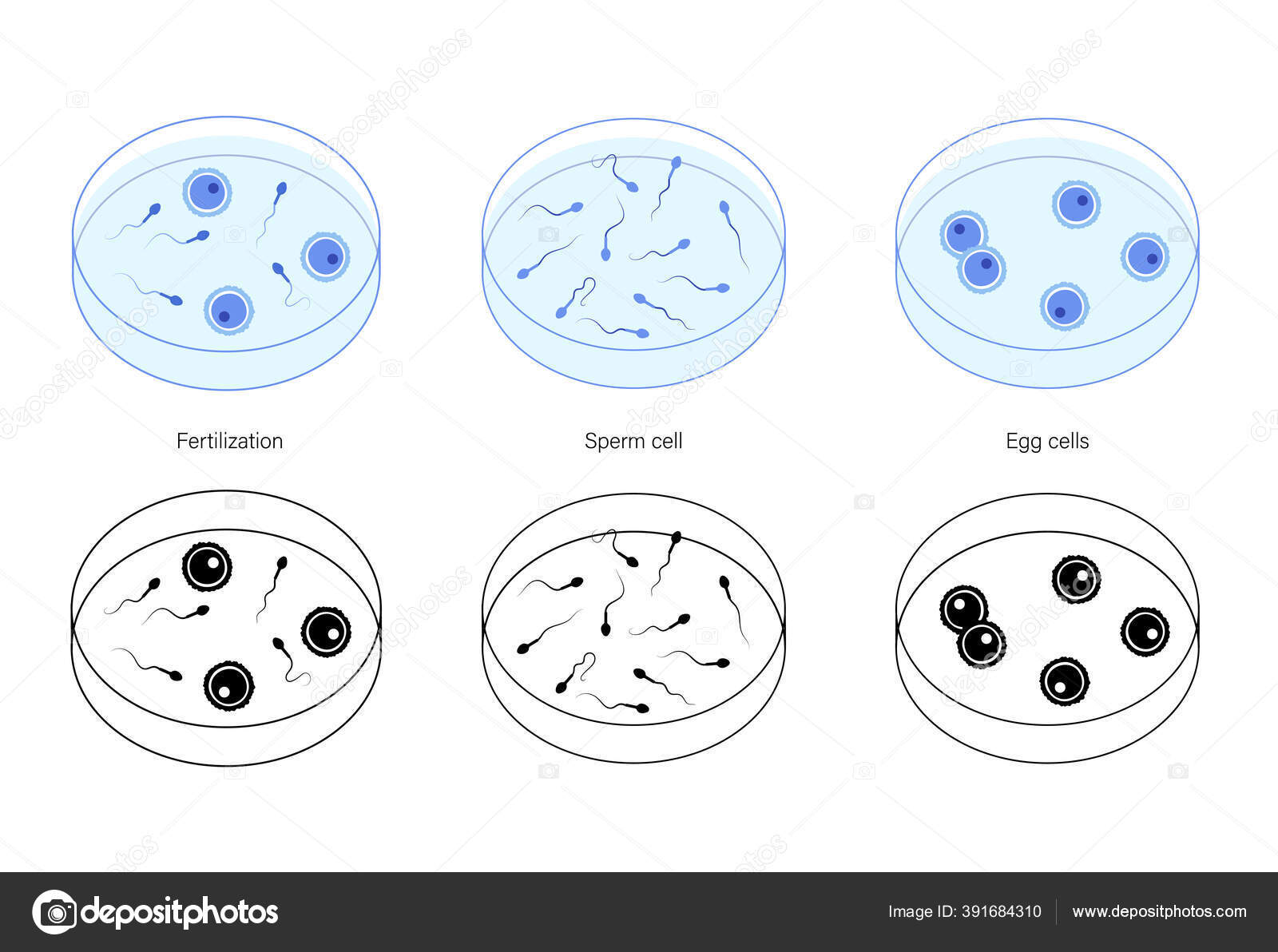 concepto-del-sistema-reproductivo-vector-de-stock-391684310-de-pikovit