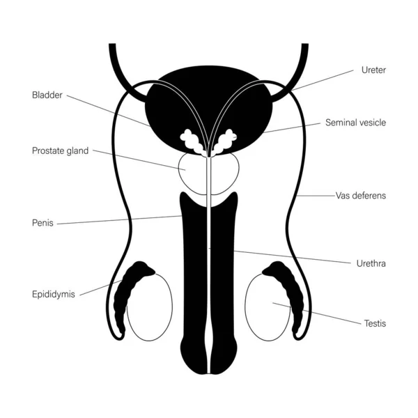 Système reproducteur masculin — Image vectorielle