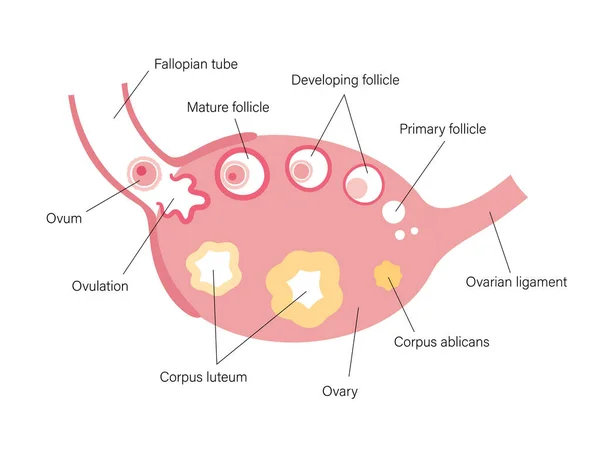Концепция репродуктивной системы — стоковый вектор