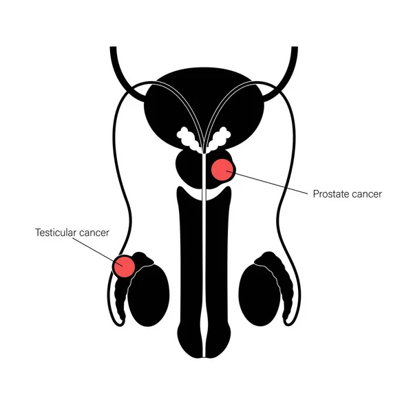 Reproductive system concept — Stock Vector