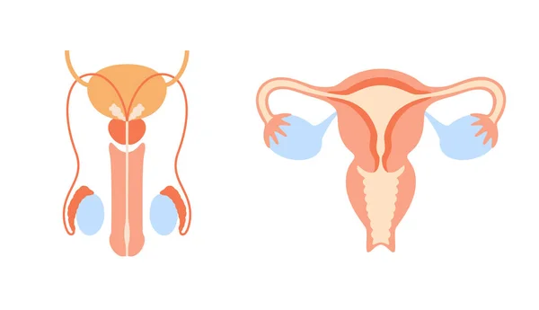 Concepto del sistema reproductivo — Archivo Imágenes Vectoriales