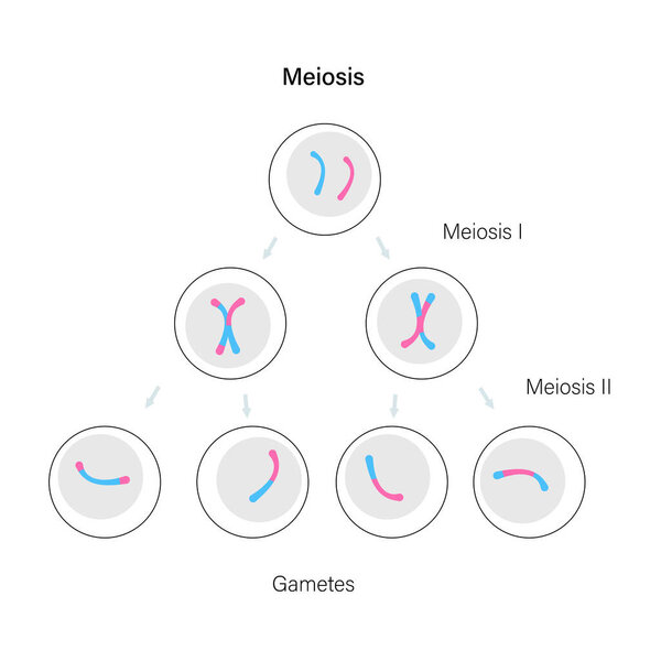Meiosis cell division